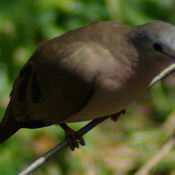 Emerald-spotted Wood-Dove